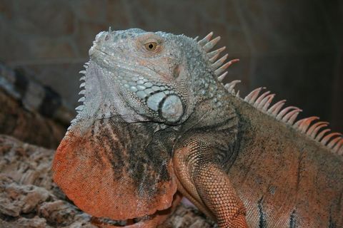 Leguan Reptilienhaus Unteruhldingen (© Reptilienhaus Unteruhldingen)