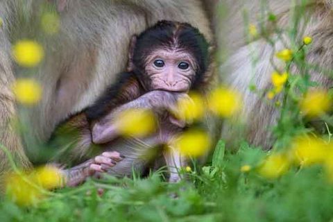 Berberaffenbaby im Schoße seiner Mutter auf dem Affenberg (© Affenberg Salem)