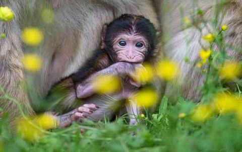 Berberaffenbaby im Schoße seiner Mutter auf dem Affenberg (© Affenberg Salem)